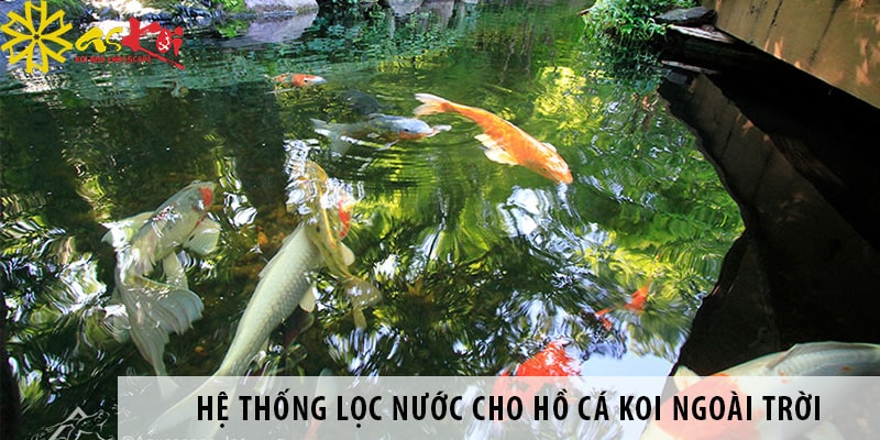 Lọc nước hồ cá