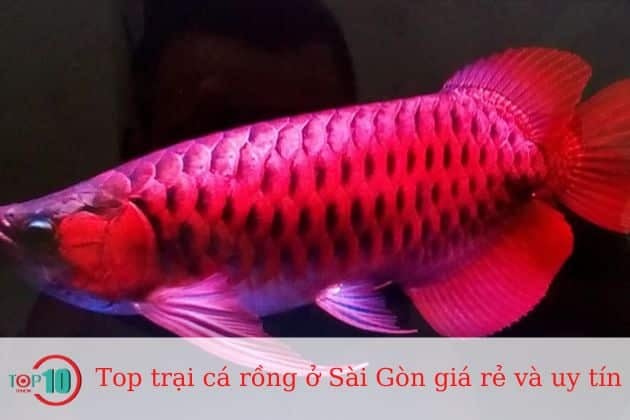 Giá Cá Rồng - Tìm Hiểu Về Đặc Điểm và Thị Trường Cá Cảnh Này