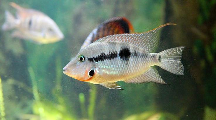 Firemouth cichlid