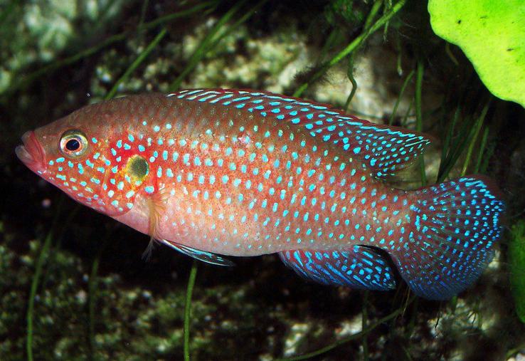 cá kim cương đỏ Jewel cichlid