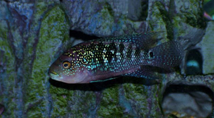 Cá Jack Dempsey cá điện quang
