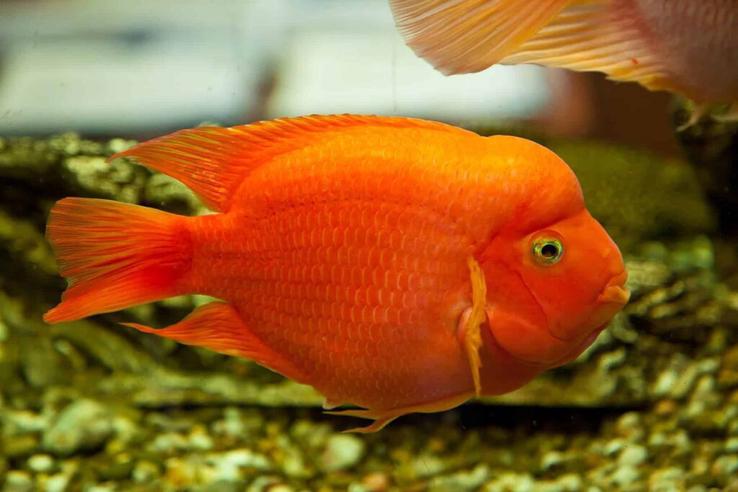cá hồng két blood parrot cichlid