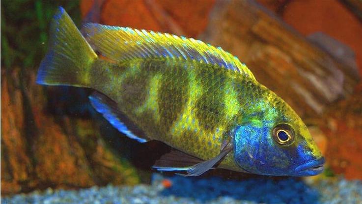Cá cichlid Venustus