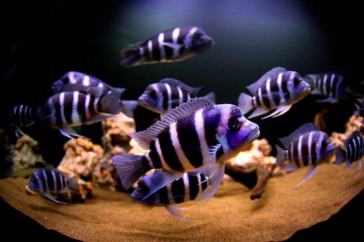 Frontosa,Through,The,Fisheye,Lens